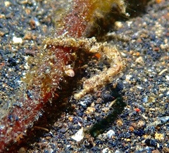 Micrognathus pygmaeus