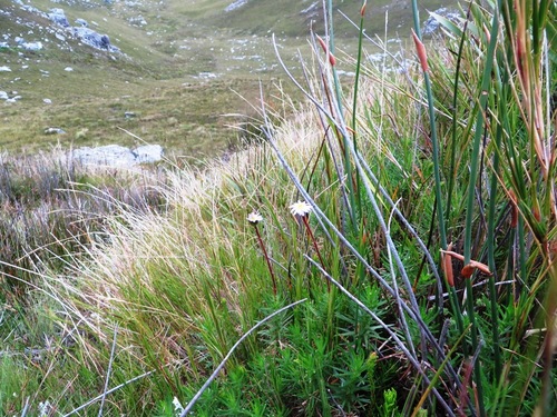Image of Zyrphelis nervosa by (c) linkie, some rights reserved (CC BY)