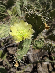 Opuntia caracassana