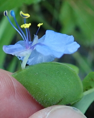 Commelina eckloniana