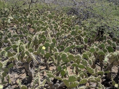 Opuntia caracassana