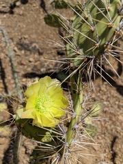 Opuntia caracassana