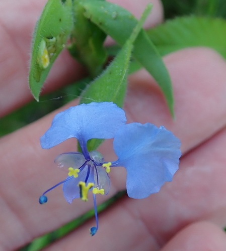 Image of Commelina eckloniana by no rights reserved
