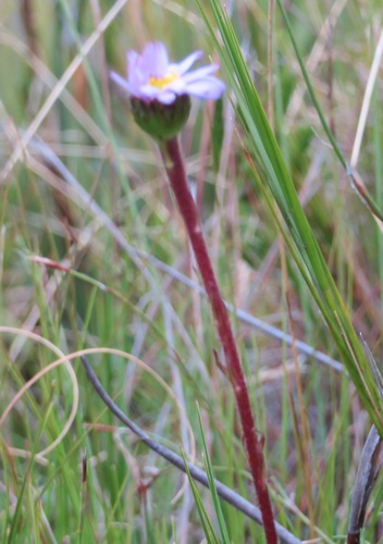 Image of Zyrphelis nervosa by (c) linkie, some rights reserved (CC BY)