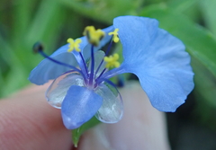 Commelina eckloniana
