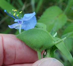 Commelina eckloniana