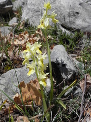 Orchis pauciflora