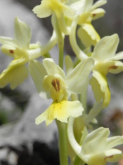Orchis pauciflora