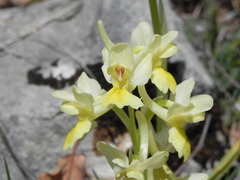 Orchis pauciflora