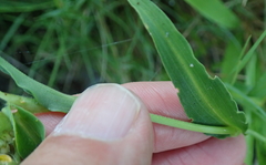 Commelina eckloniana