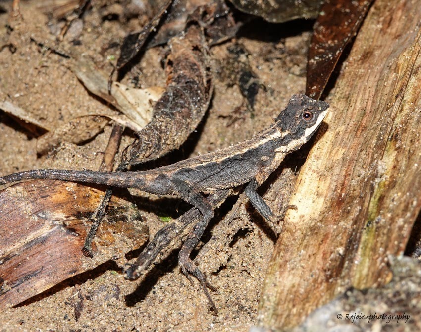 Ota's Mountain Lizard
