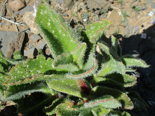 Mesembryanthemum pellitum
