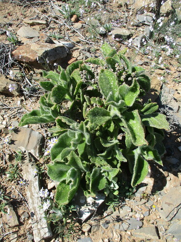 Mesembryanthemum pellitum