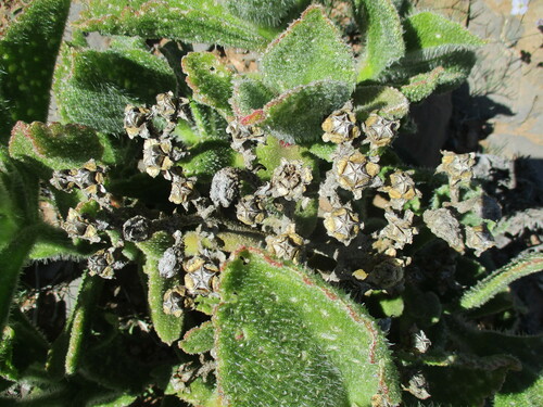 Mesembryanthemum pellitum
