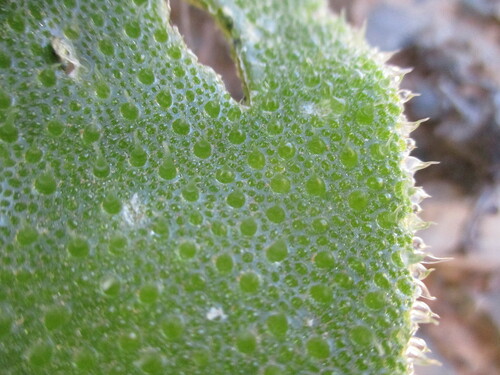 Mesembryanthemum pellitum