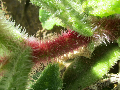 Mesembryanthemum pellitum