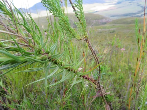 Image of Zyrphelis nervosa by (c) linkie, some rights reserved (CC BY)
