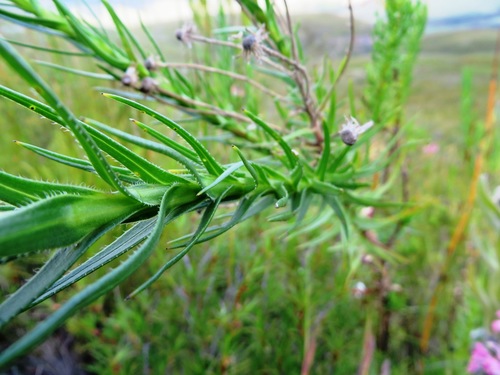 Image of Zyrphelis nervosa by (c) linkie, some rights reserved (CC BY)