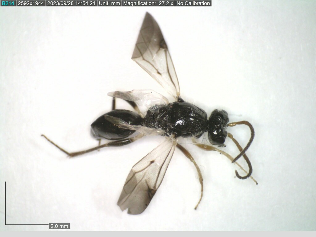 Afroserphus