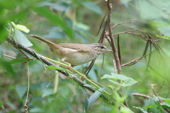 Phylloscopus schwarzi