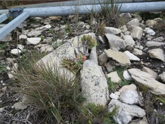 Erica alfredii