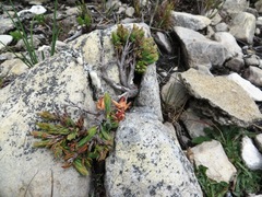 Erica alfredii