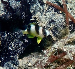 Amblypomacentrus breviceps