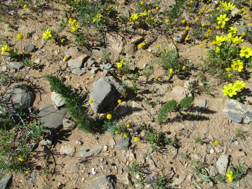 Image of Asparagus juniperoides by no rights reserved