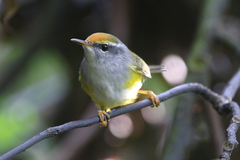 Phyllergates cucullatus