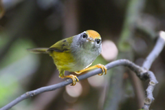 Phyllergates cucullatus