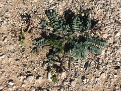 Astragalus cyprius
