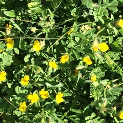 Lotus peregrinus