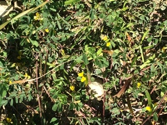 Lotus peregrinus