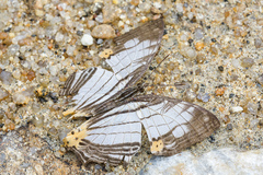Cyrestis maenalis
