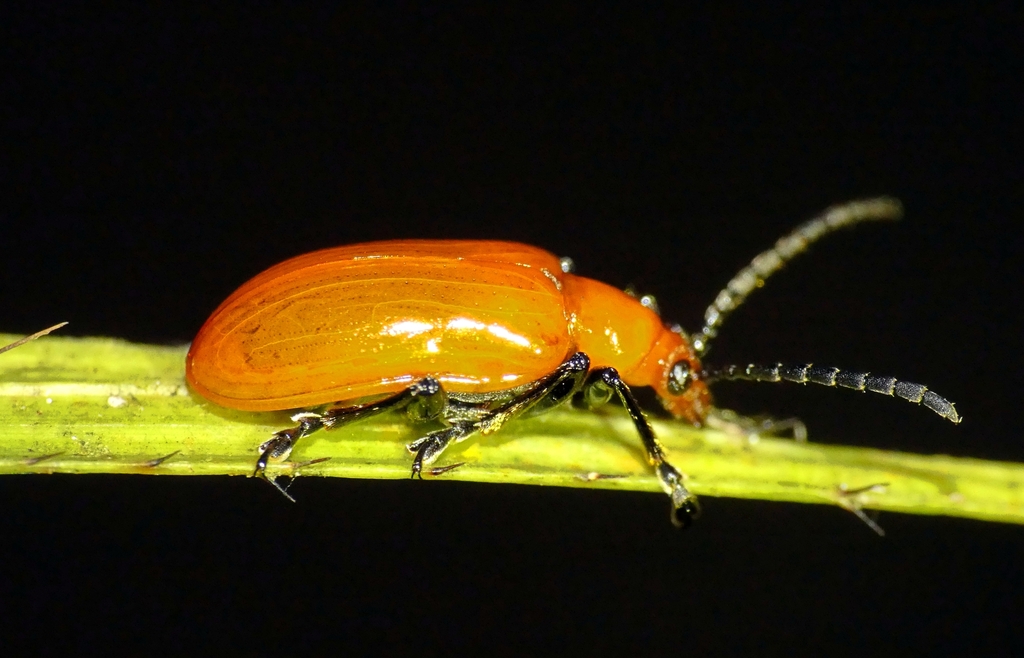 Australian Lily Beetle