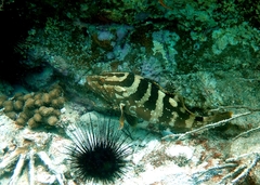 Epinephelus striatus