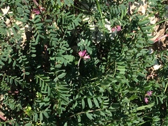 Onobrychis aequidentata