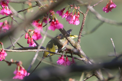 Zosterops erythropleurus