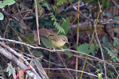 Phylloscopus schwarzi