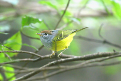 Phylloscopus castaniceps