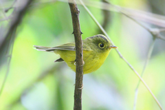 Phylloscopus intermedius