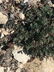 Astragalus cyprius