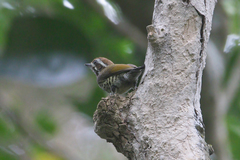 Picumnus innominatus