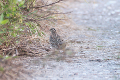 Coturnix japonica