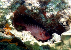 Heteropriacanthus cruentatus