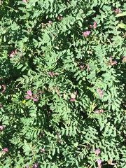 Onobrychis aequidentata