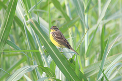 Emberiza aureola