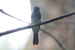 Terpsiphone atrocaudata