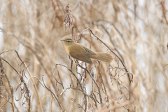Acrocephalus tangorum