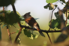 Terpsiphone atrocaudata